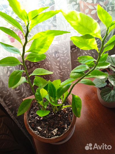 Педилантус