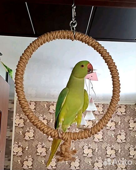 Кольцо для попугая