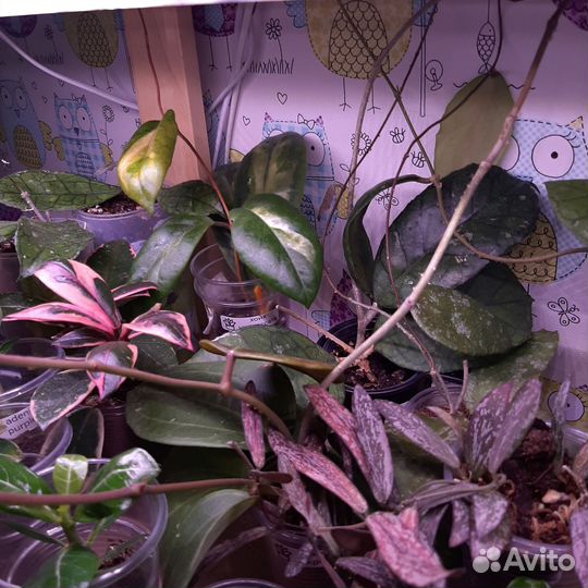 Хойи на срез и укорененные