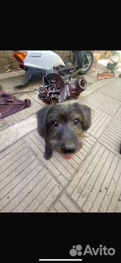 Отдам в добрые руки