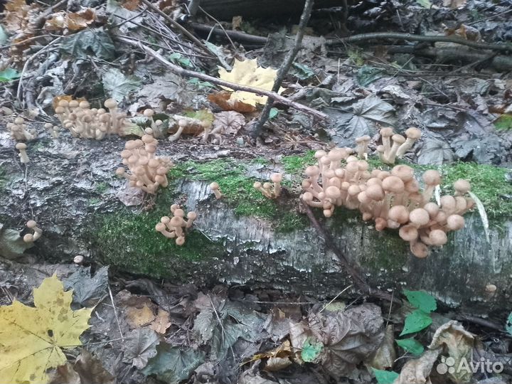 Грибы опята свежие