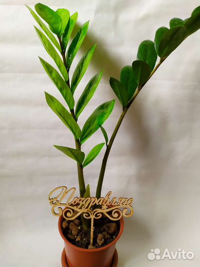 Замиокулькас