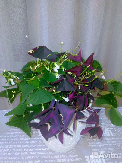 Комнатные цветы- Оксалис (кислица)