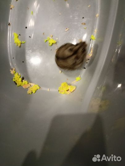 Джунгарский хомяк бесплатно