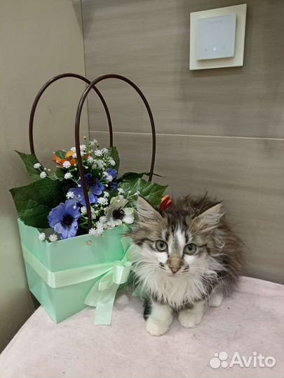 Котенок ищет дом