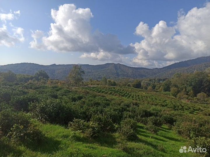 Экскурсия — Сочи — Знакомство с Воронцовскими пеще