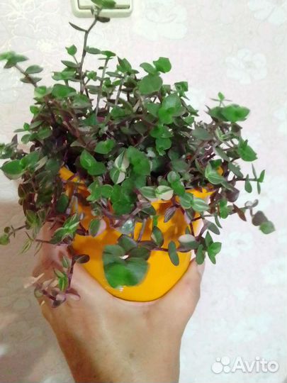 Каллизия четыре вида