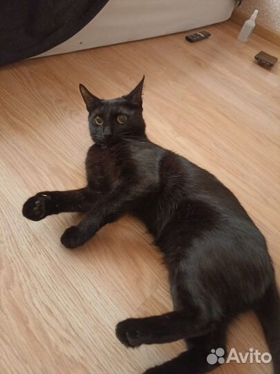 Кошка в дар бесплатно