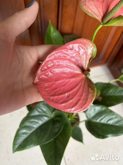 Антуриум ярко розовый пышные кусты
