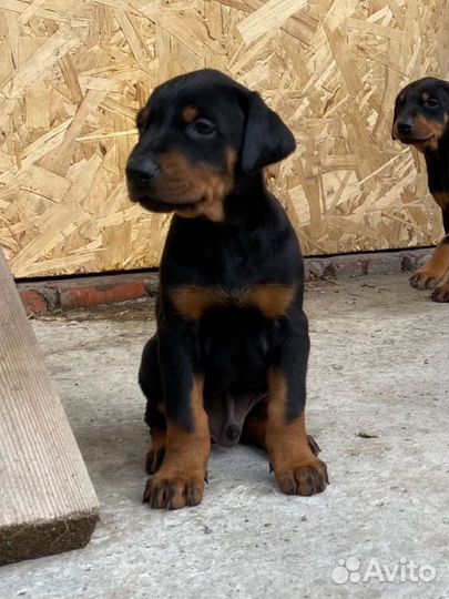 Щенки добермана