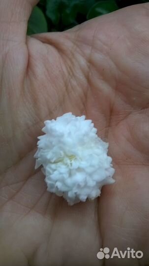 Бегонии, подробности тексте в объявлении