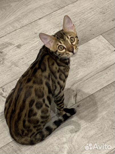 Бенгальская кошка