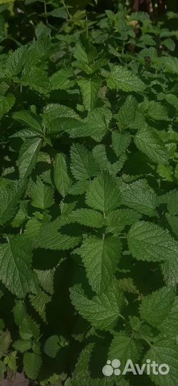 Мелисса лимонная