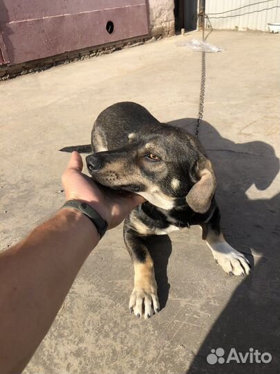 Отдам собаку в добрые руки