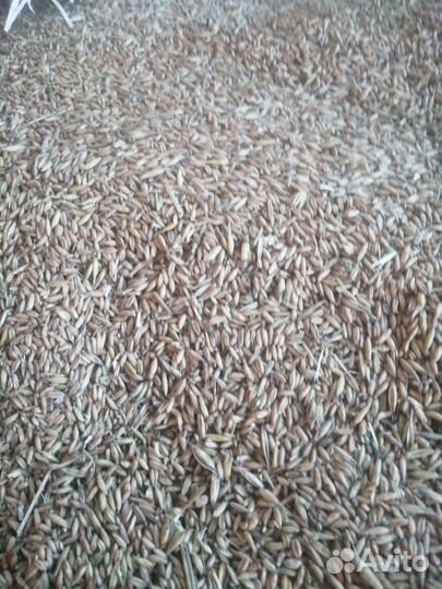 Овес, ячмень