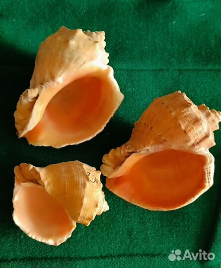 Ракушки морские