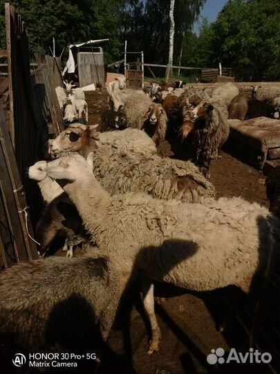 Овцы оптом