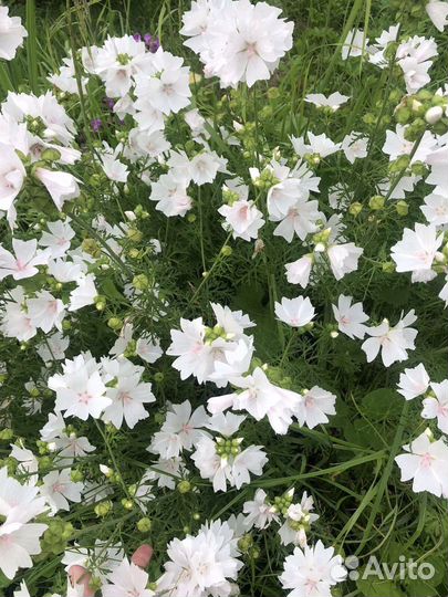 Сидальцея розовая