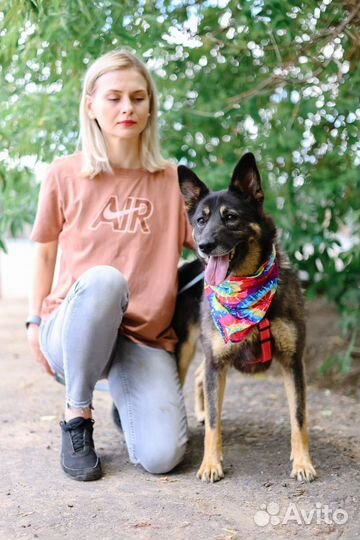 Ласковая собака в добрые руки