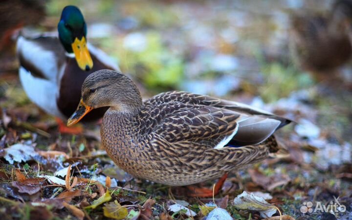 Подсадные утки