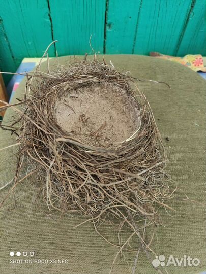 Гнездо дрозда певчего