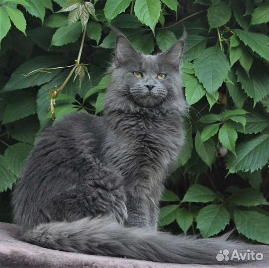 Мейн-кун котята