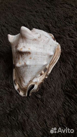 Ракушка большая, океаническая 17 см