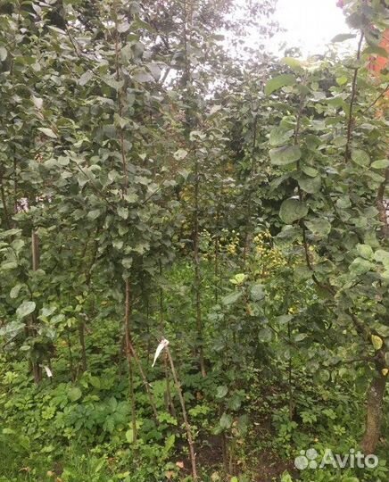 Саженцы яблони