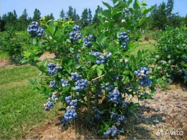 Черника голубика саженцы