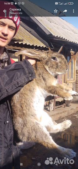 Продаю кролы