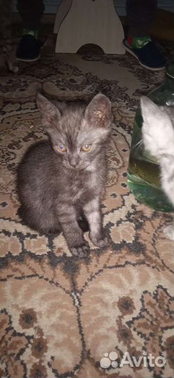 Отдам котят в добрые руки