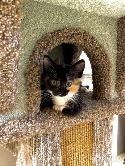 Котята из приюта в дар