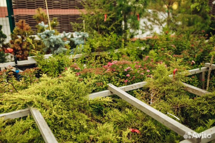 Многолетняя рассада из питомника