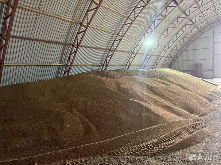 Ячмень, пшеница