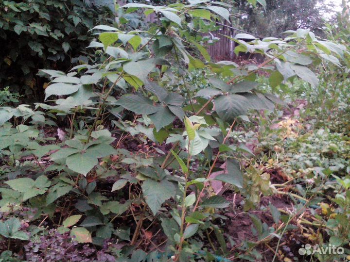 Саженцы ежевики садовой