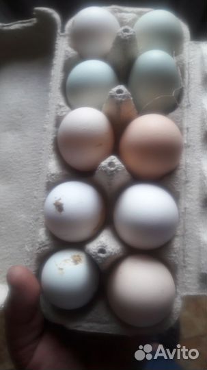 Яицо домашнее