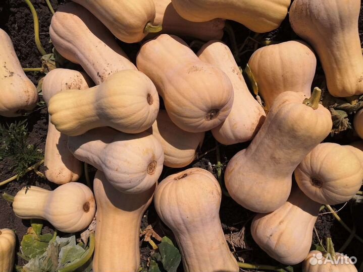 Тыква матильда