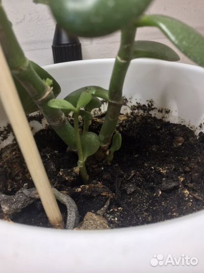 Денежное дерево