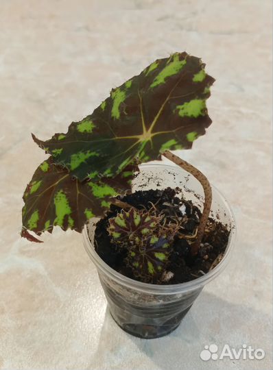 Бауэра Begonia Tiger мини