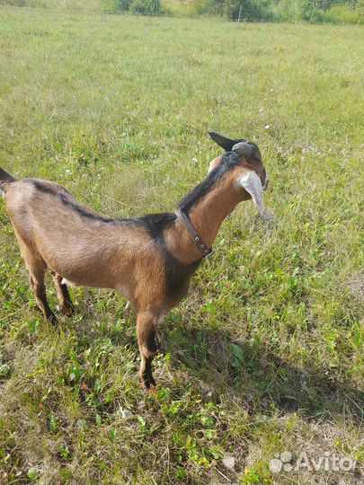 Козлик нубийский