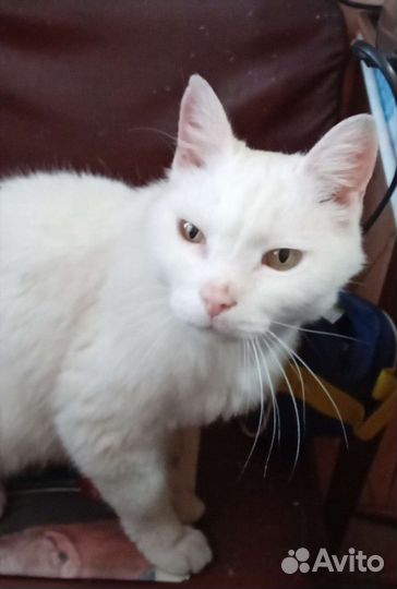 Отдам кота