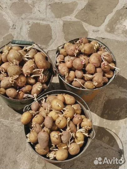 Семенной картофель