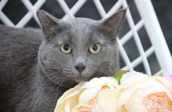 Отдам кота