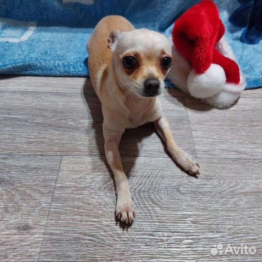 Мальчик ищем невесту