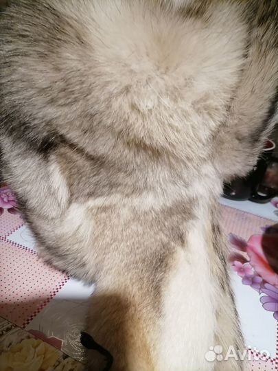 Шапка из полярного волка размер 62 размер