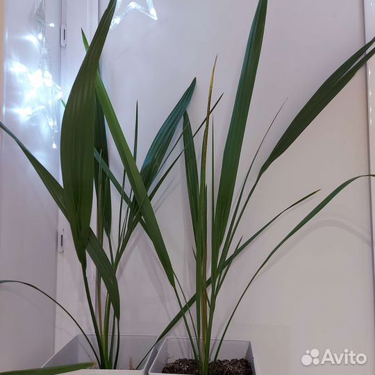 Пальма с горшком 1м20см, можно на подарок