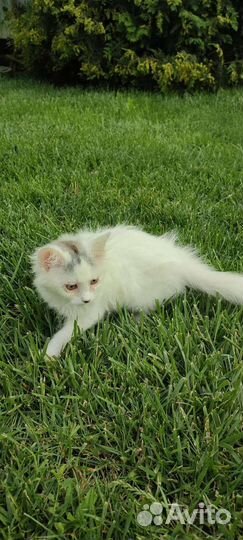 Котёнок в добрые руки мальчик
