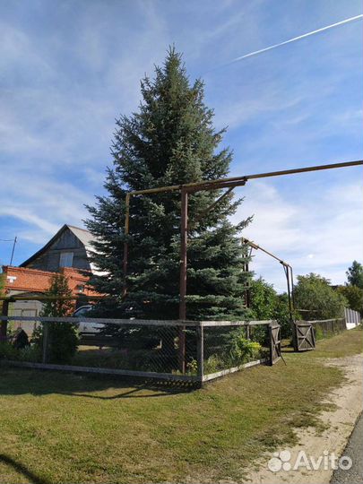 Голубая Ель