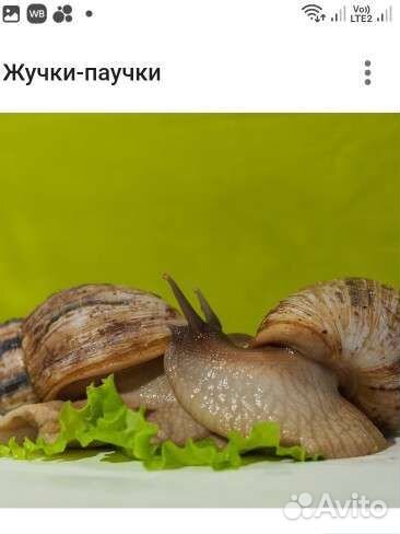 Улитки Ахатины - пара