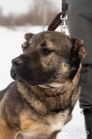 Ласковый пёс ищет своих хозяев